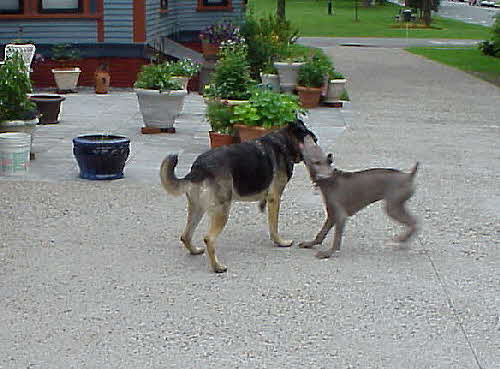 Dogs-Jack & Shadow