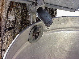 VT-OneDropOfMapleSap-Small